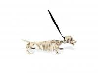 Csontváz kutya pórázzal, 55 cm