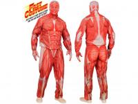 Anatómiai férfi jelmez